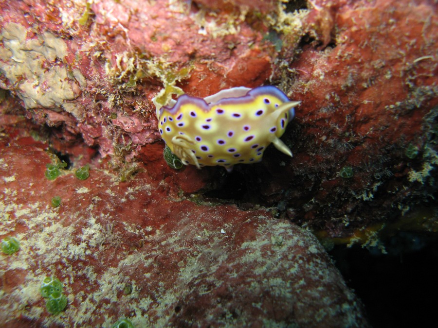 Dive Photos/2009-07 Great Barrier Reef/img_0938.jpg